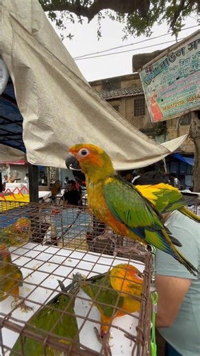 Sun conure birds 🦜Kaise pahchane #shorts #viral #ytshorts #parrot