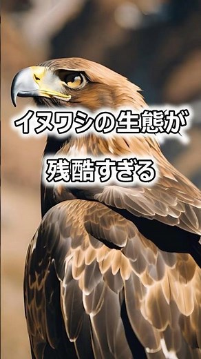 鳥も残酷！鷲の生態#生態解説 #イヌワシ#日本生物研究