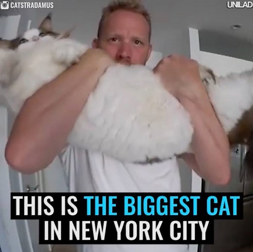 This cat is f*cking huge! 󾌴󾌴󾆸 | UNILAD