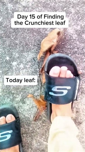Day 15 of Finding the Crunchiest leaf 🍁 #shorts