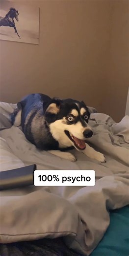 Lab Border Collie Husky Mix: The Perfect Blend of Energy and Intelligence