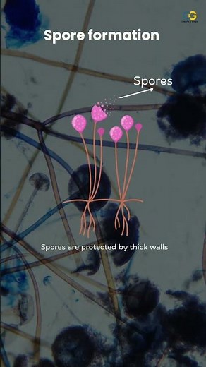 How Fungi Reproduce Using Spores #asexualreproduction #class10