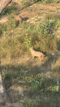 Golden Jackals on Gomti River Bridge | Chhunchha Village Nature