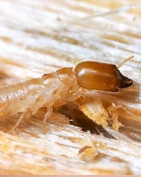 Residential Termite Service