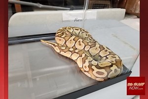 Snake Run Over in Hilo in Good Condition | Big Island Now