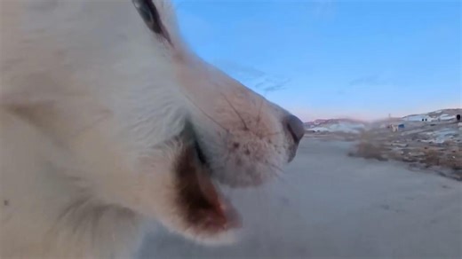 Canine caper: Watch the moment a Greenland sled dog steals AP camera