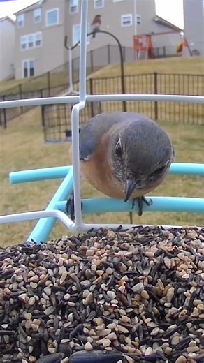 Female eastern bluebird at the feeder
