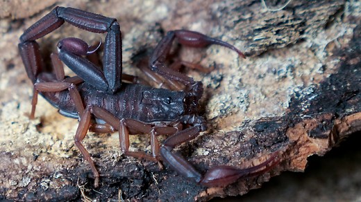 Centruroides gracilis (Florida Bark Scorpion) Care — The Tarantula Collective
