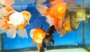 15 reactions | Fancy Goldfishstore on Reels | Facebook