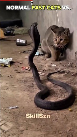 Normal Cats vs. This One... 💀😺 #shorts #cat #viral