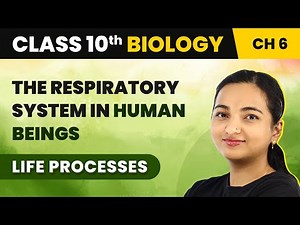 Class 10 Biology Chapter 6 | The Respiratory System in Human Beings - Life Processes