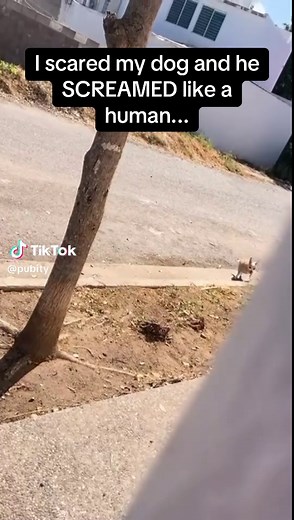 Perro grita como humano en divertido susto
