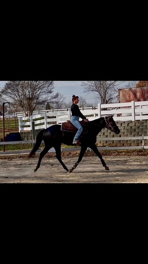 I'm so excited about sweet Caroline!! Jessica Spivey has done a fantastic job getting her started!! Just check out that trot!!! Caroline 2023 AQHA Black Filly By: Full Medal Jacket- AQHA Black Stallion Out of: Delicately Detailed(Last Detail) Owned By: Jessica Spivey | Full Medal Jacket- AQHA Black Stallion