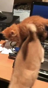 Perth Rescue Angels on Reels | Facebook