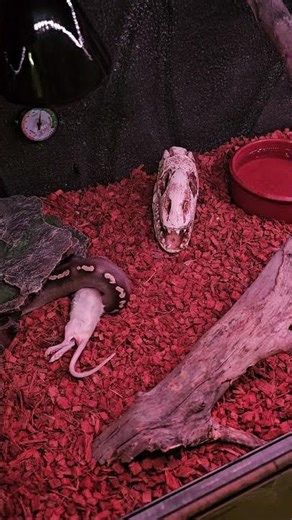 #montypython #snake #reptiles #python #pets #ballpython