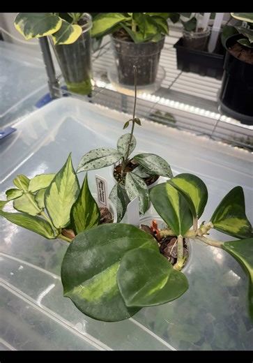 This is the method I use to propagate a lot of my houseplant especially Hoyas #Hoyapropagation #houseplants