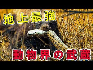 ラーテル：咆哮でライオンを追い払い、おやつのようにコブラを食べる、アフリカの無冠の王！