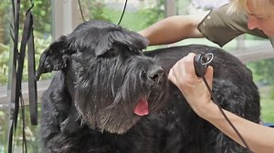 clip-11361827-grooming-giant-schnauzer-dog-using-razor-standing