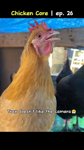 Chicken core | ep. 26 🐔🐔
