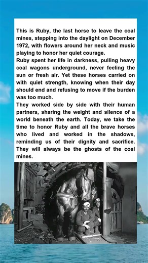Ruby's Dawn A Tribute to the Last Coal Mine Horse