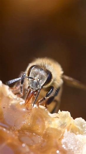 Bee eating golden honey! 🍯🐝 #california #bees #beekeeper #beekeeping #savethebees #insects #animals | California Bee Company