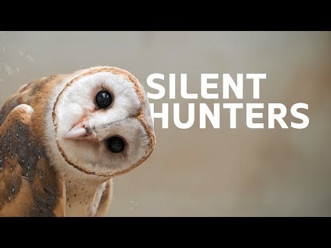 2 Hours Of Predators And Their Powerful Natural Weapons