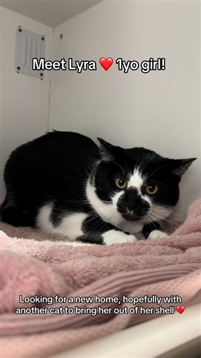 Meet Lyra: The Playful 1-Year-Old Cat Looking for a Home