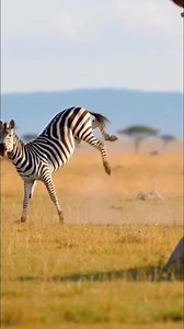 It's often said that you shouldn't flatter someone, and it's certainly true. #AnimalWorld #Wildlife #animalsbecomingspiritual #hyena #animalworld #WildlifeUpClose | wildlife park