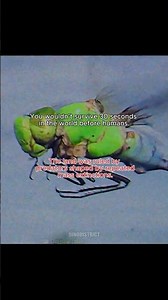 What Would Kill You First Before Humans Ever Lived, Part 2 ?😳 #prehistoricanimals #dinosaur