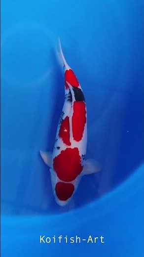 Rare 55cm Maruten Sanke - Stunning "Red Crown" Local Bred Koi #KoiFish #KoiColors