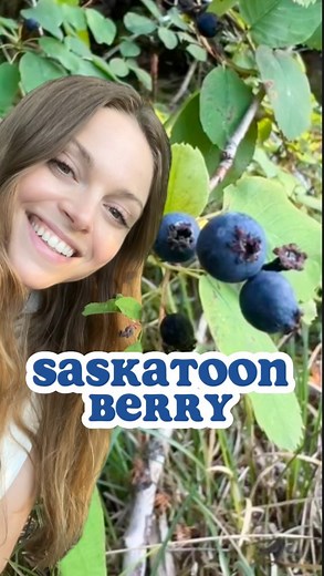 This deciduous shrub can grow 10m (39ft) tall! Saskatoon Berry, also known as pacific serviceberry and western juneberry, has oval leaves that are serrated (toothed) on the end half. They have poofy and fluffy looking white flowers in the spring, and dark blue berries in the summer that are edible for humans! Amelanchier alnifolia is in the Amelanchier genus of the rose family. It’s native to western North America! #naturalist #naturalists #naturenerd #plantnerd #saskatoonberries #serviceberry #