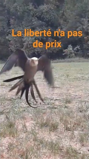 La liberté n'a pas de prix #calopsitte #cokatiel #oiseaux #liberté #animaux #yuki