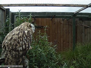 10K views · 617 reactions | When preening their feathers, owls can...