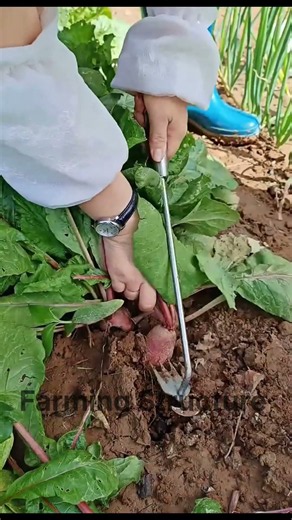 Precision Claw-Assisted Root Extraction for High-Efficiency Allium Harvesting #Shorts