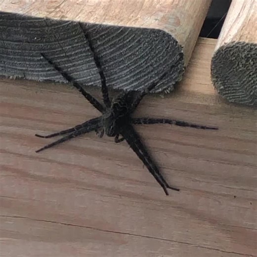 Spiders in Northern Ontario: A Closer Look at Dock Spiders and Their Young