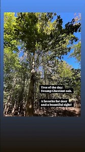 Tree of the day! The Swamp Chestnut Oak 🌰 is native to the low-lying areas of the “Lowcountry!”