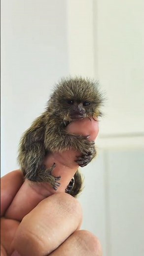The little monkey sleeping on its owner's finger 🐒💛