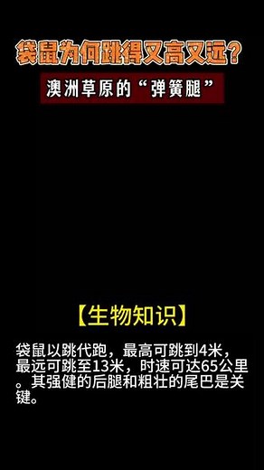 袋鼠为何跳得又高又远？澳洲草原的“弹簧腿” #科普 #神奇动物 #袋鼠 #澳洲