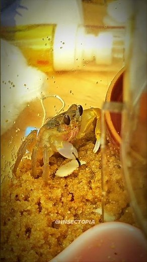 First time ever seeing a crab poop! 🦀💩 It’s so polite, using its claws to take it out! 😂