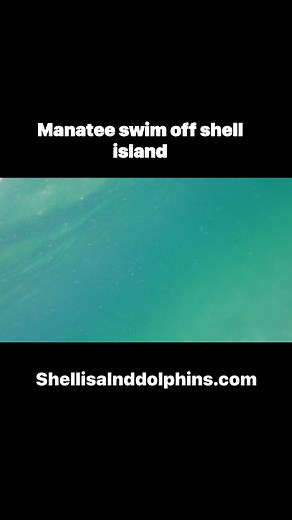 5.5K views · 64 reactions | Swimming with a manatee at shell island! #fypシ゚viralシ #familyvacation #florida #sealife #beach #marinelife #PCB #dolphins #30A # | Shell Island Dolphin Tours LLC | Facebook