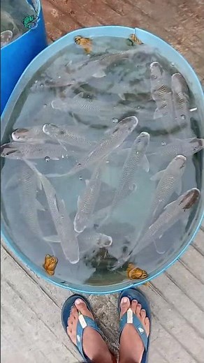 Start a FISH Buying Business in 30 Days with ZERO Experience