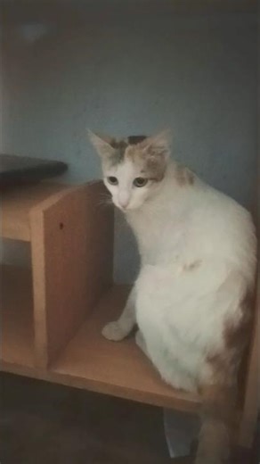 A computer table with cat's compartment 😺 #cats #catvideos #kitten #cathouse #studywithmeandmycat