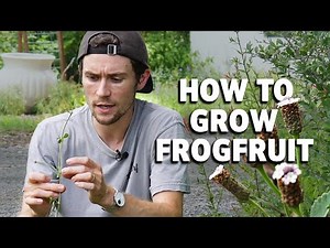 The Complete Guide to the Texas Frogfruit (Phyla nodiflora): Native Ground Cover & Pollinator Magnet