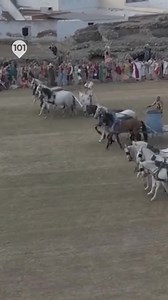 🐴El Circo Romano de Mérida ha sido escenario esta semana del 'Gran Circus Maximus', la primera representación de una carrera de cuadrigas con ambientación histórica, que se celebra en el marco de Emerita Lvdica. 💻Más información en 101tv.es #Mérida #Roma #Nacional | 101TV Málaga
