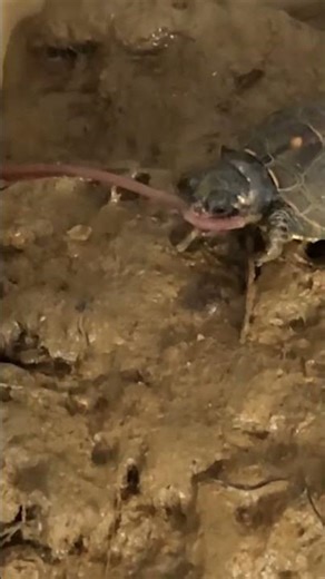 Wild Animals Doing the CUTEST Things You Won't Believe! #shorts