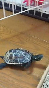 35K views · 1.2K reactions | 【The world's fastest turtle sergeant chases cats around】 | American Mona | Facebook