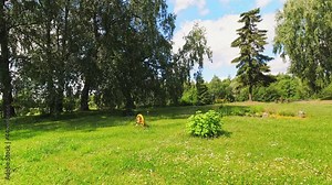 Static time lapse person sit on red lawn mower and cut grass on backyard in Lithuania countryside