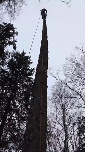 Climbing Techniques for Winter Tree Ascents