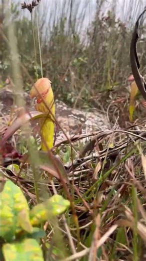 what the name of this flower? #tyoutubeshort #shorts #flowers #funny