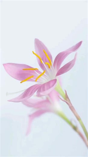 26K views · 111 reactions | Meet  Matty: a relaxed, flowing collection made for all the beautiful shifts of womanhood. | Truworths Fashion | Facebook